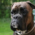 Boxer