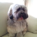 Lhasa Apso