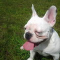 Franse Bulldog
