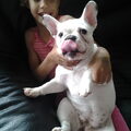 Franse Bulldog