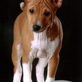 Basenji