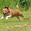 Basenji