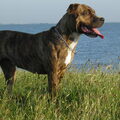 Perro Dogo Mallorquín