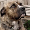 Perro Dogo Mallorquín
