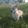 Chihuahua, korthaar
