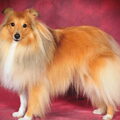 Shetland Sheepdog
