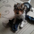Jack Russell Terrier