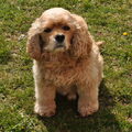 Amerikaanse Cockerspaniel