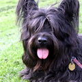 Skye Terrier