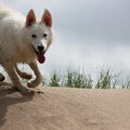 Zwitserse Witte Herder