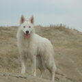 Zwitserse Witte Herder