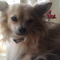 Chihuahua, langhaar