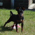 Dwergpinscher