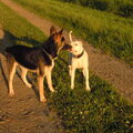 Woezel en Zoë zijn aan het zoenen in de avondzon. Hoe romantisch!!