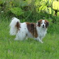Kooikerhondje