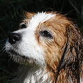 Kooikerhondje