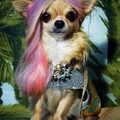 Chihuahua, langhaar