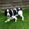 Engelse Springer Spaniel