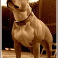 American Staffordshire Terrier