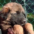 donna nog als pup.