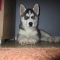 Siberische Husky