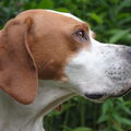 Engelse Pointer