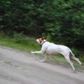 Engelse Pointer
