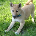 Shiba Inu