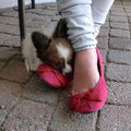 Vlinderhond