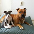 American Staffordshire Terrier