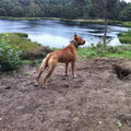 American Staffordshire Terrier