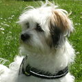 Lhasa Apso