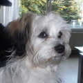 Lhasa Apso