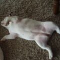 Engelse Bulldog