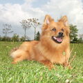 Keeshond, Middenslag