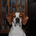 Engelse Pointer