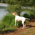 Engelse Pointer