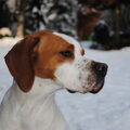 Pointer
