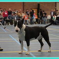 Bull Terrier