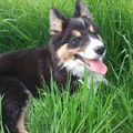 Border Collie