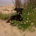 Duitse Pinscher