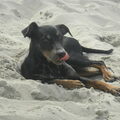 Duitse Pinscher