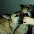 Mechelse Herder