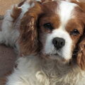 Cavalier King Charles Spaniel