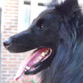 Groenendaeler