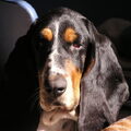 Basset Hound