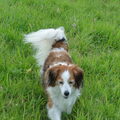 Kooikerhondje