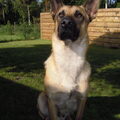 Mechelse Herder