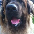 Leonberger