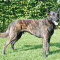 Hollandse Herdershond, korthaar